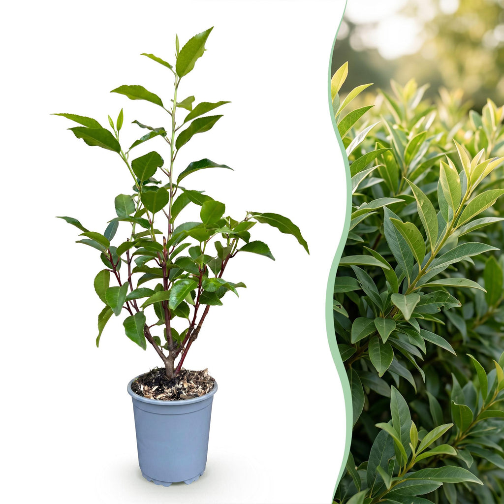 40x Prunus lusitanica Angustifolia - Portugese Laurier - Haagplanten - Groenblijvend - Groen - Pot 9cm - Hoogte 25-35cm