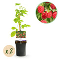 Fruitplant - Framboos - Rubus Mailing Promise  - Rode Framboos - 2 planten -  Pot 11cm Hoogte 40cm