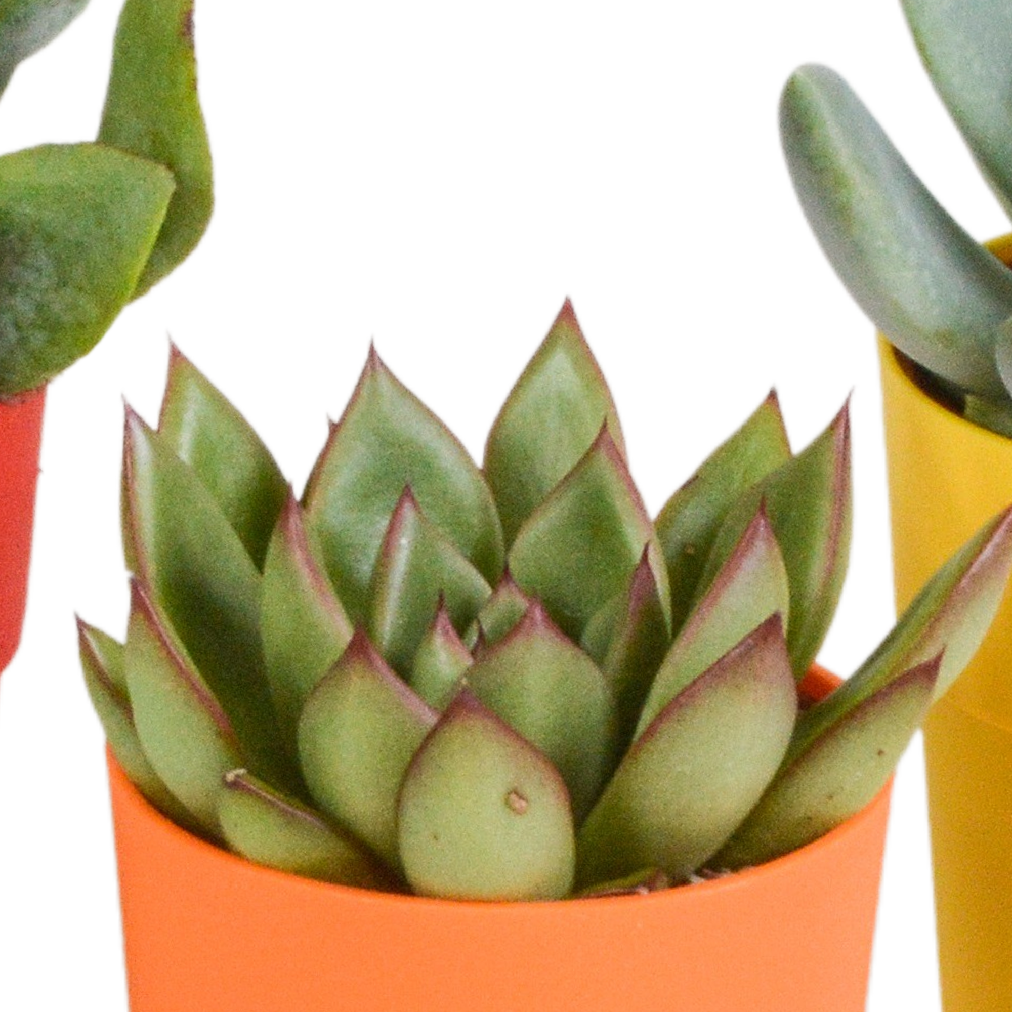 Vetplanten mix 5.5 cm - 5x - in gekleurde plasticpot
