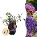Vlinderstruik - Buddleja davidii Tricolour - Bloem Roze , Wit en Paars - 3 Planten - 1m2 - Bladverliezend - Vlinderlokkend -  Pot 17cm Hoogte 30cm
