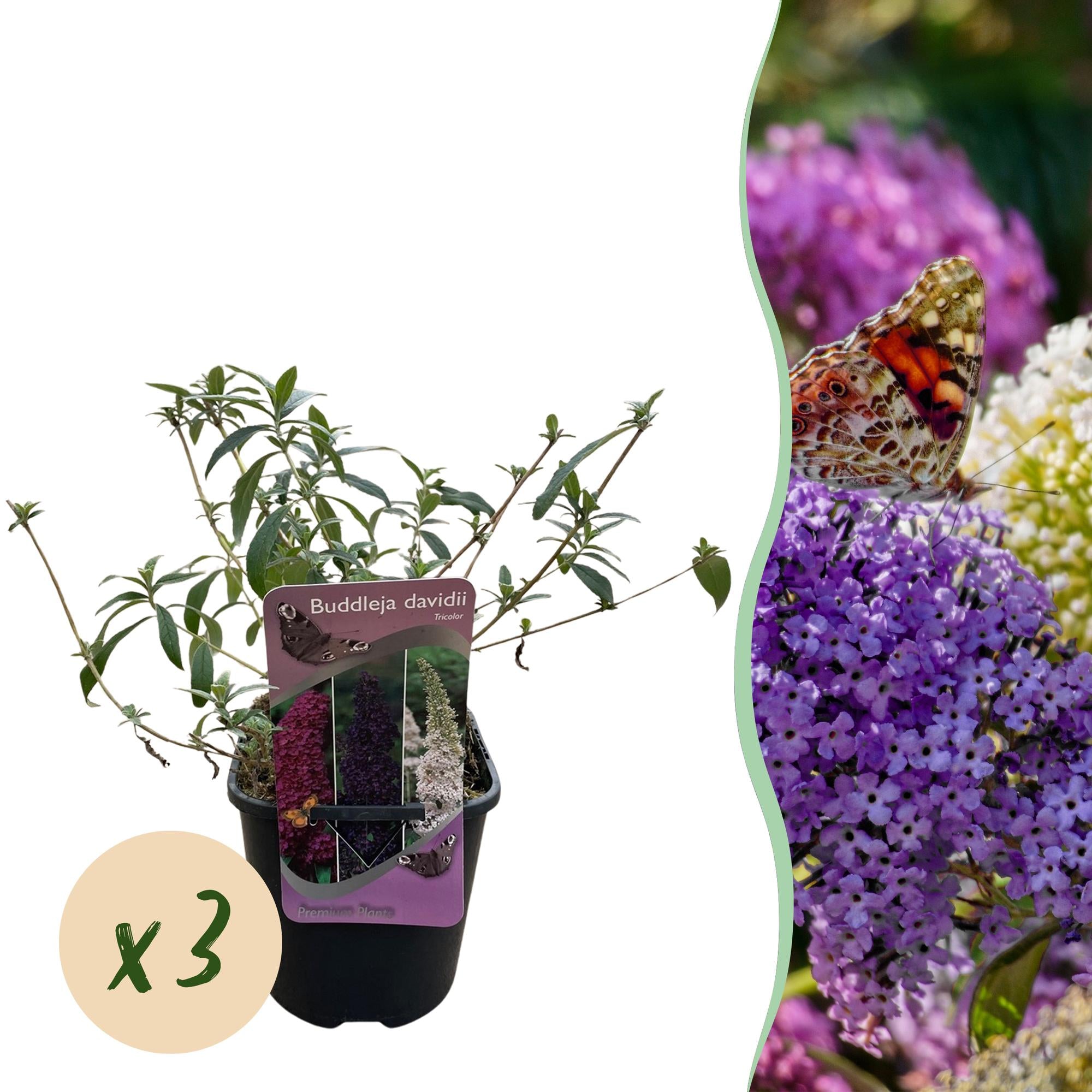 Vlinderstruik - Buddleja davidii Tricolour - Bloem Roze , Wit en Paars - 3 Planten - 1m2 - Bladverliezend - Vlinderlokkend -  Pot 17cm Hoogte 30cm