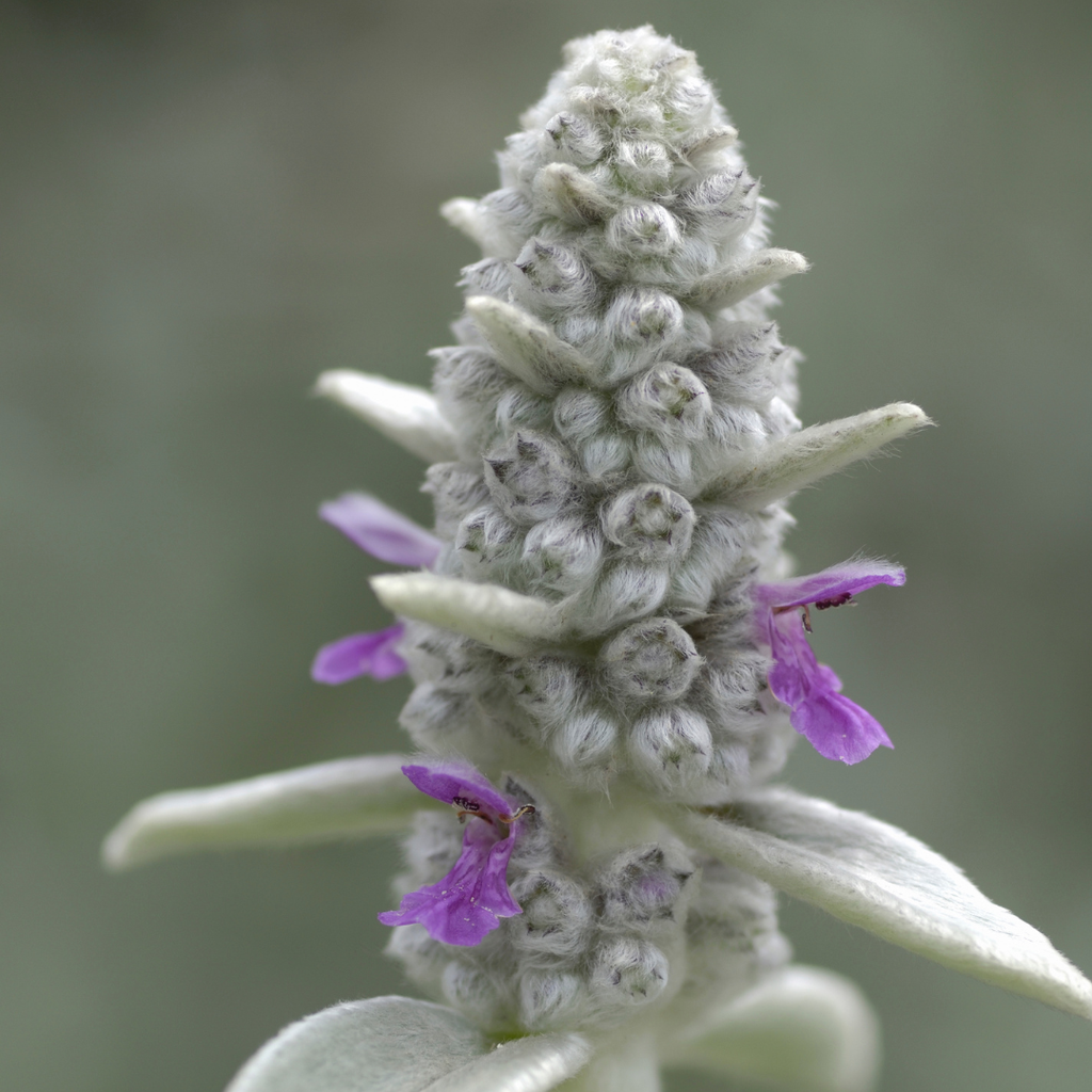 24x Stachys byzantina - ↕10-25cm - Ø9cm