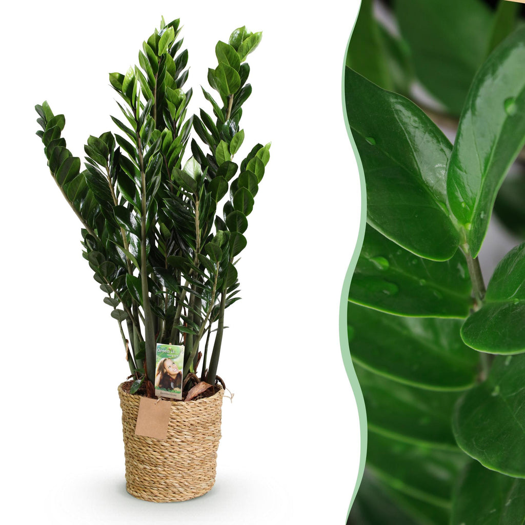 Green is... Kamerplanten - Zamioculcas - ZZ-plant - Weinig onderhoud - met mand - Groen - 1 Plant - Pot 21cm - Hoogte 80-90cm