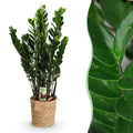 Green is... Kamerplanten - Zamioculcas - ZZ-plant - Weinig onderhoud - met mand - Groen - 1 Plant - Pot 21cm - Hoogte 80-90cm