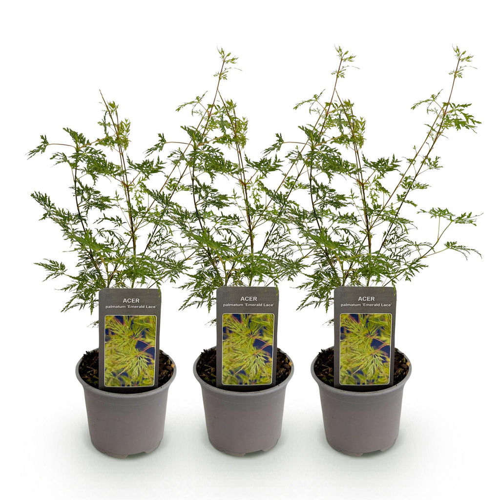 Tuinplant - Acer palmatum Emerald Lace - Groen - 3 Planten - Bladverliezend - Weinig Onderhoud - Pot 12cm Hoogte 35cm