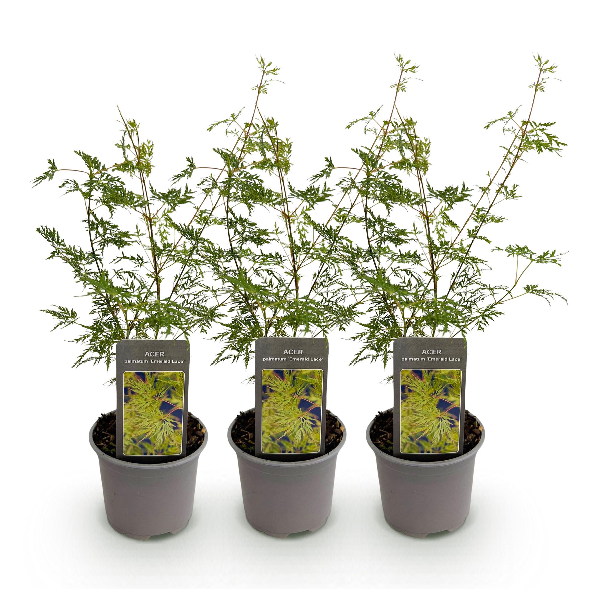 Tuinplant - Acer palmatum Emerald Lace - Groen - 3 Planten - Bladverliezend - Weinig Onderhoud - Pot 12cm Hoogte 35cm