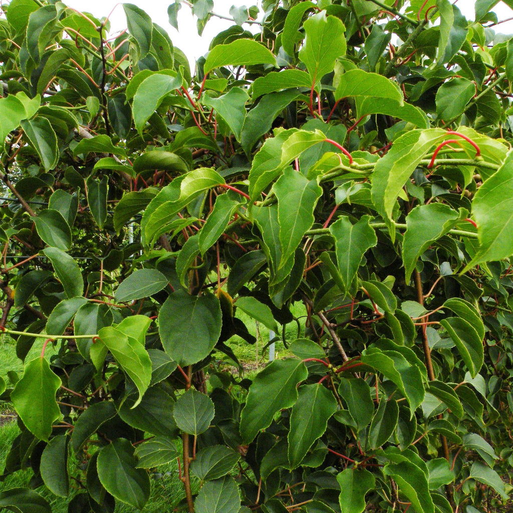 Fruitplant - Actinidia arguta Weiki - Kiwiplant - Mannelijk - Rode - Paarse Vruchtjes - 1 Plant - Pot 15cm - Hoogte 50cm