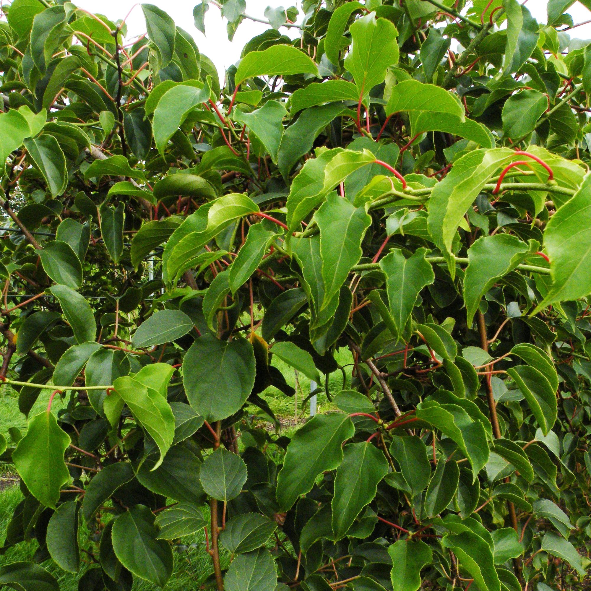 Fruitplant - Actinidia arguta Weiki - Kiwiplant - Mannelijk - Rode - Paarse Vruchtjes - 1 Plant - Pot 15cm - Hoogte 50cm