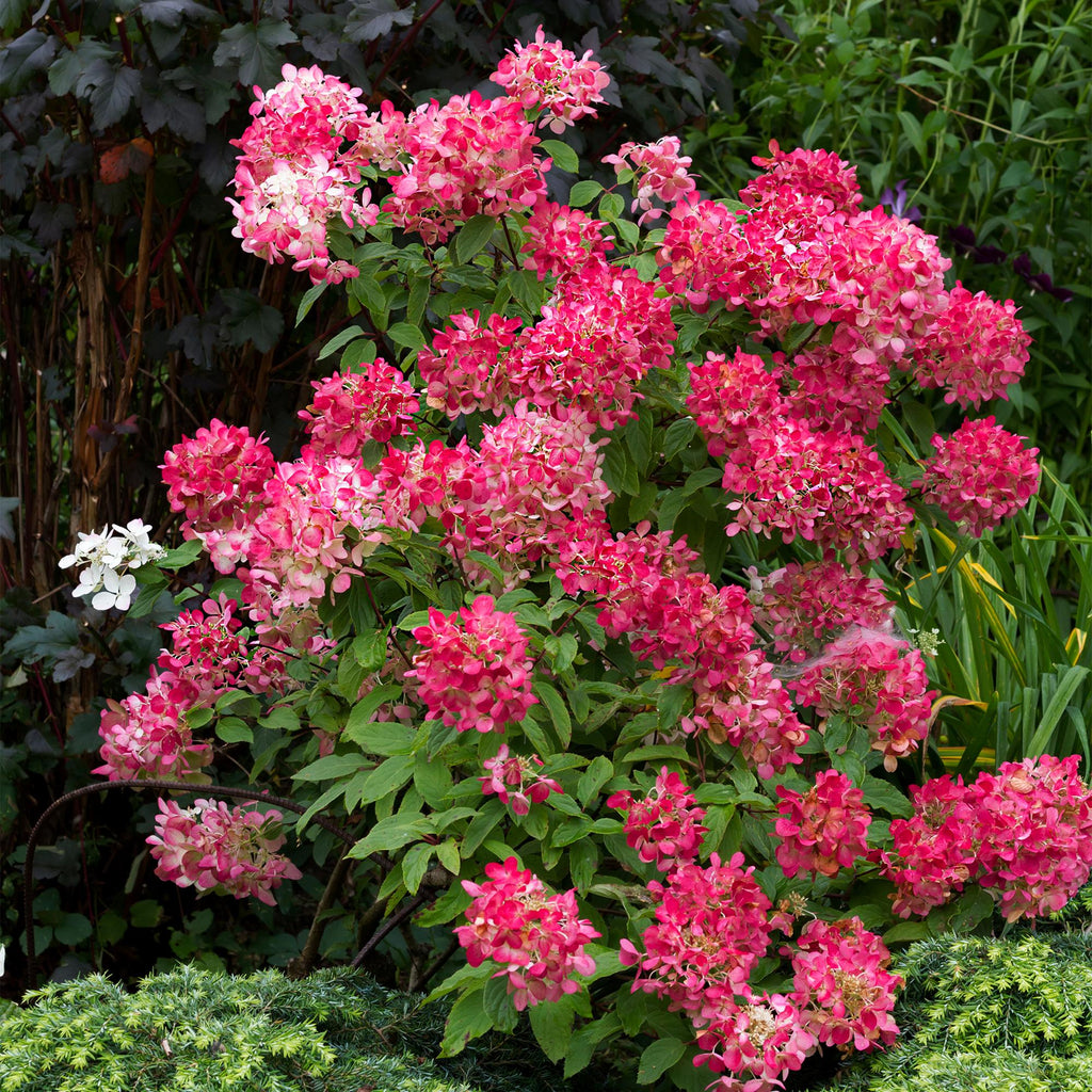 Pluim Hortensia - Hydrangea panniculata Pink Diamond - Bloem Wit Roze  - 1 Plant - Bladverliezend - Grote Bloemen - Pot 17cm Hoogte 50cm