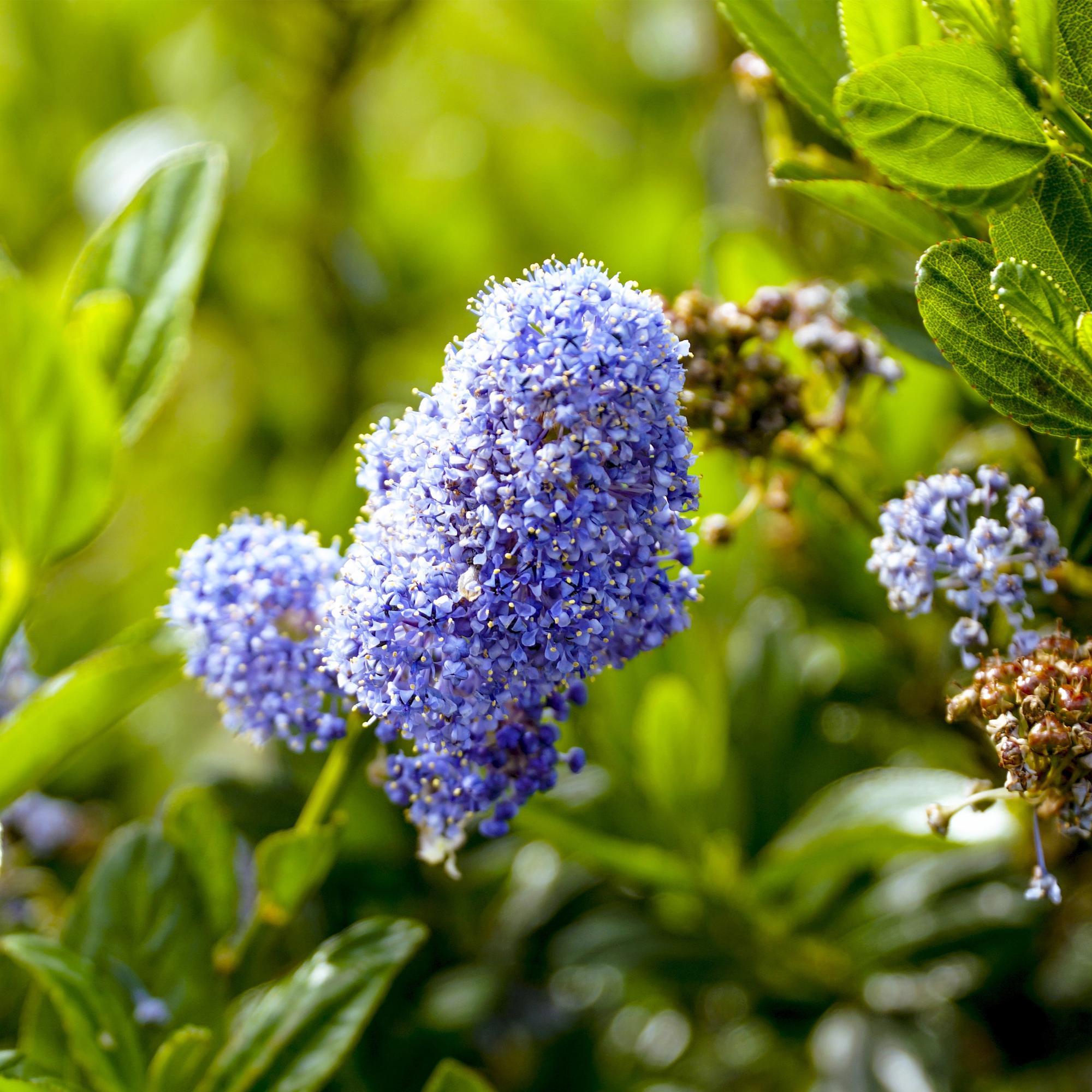 Plant op Stam - Ceanothus impressus Victoria - Terras Plant - Bladhoudend - Winterhard - Paarse Bloem - Pot 19cm Hoogte 90cm