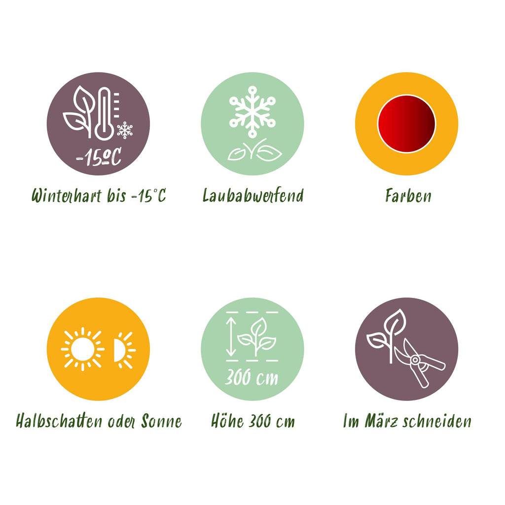 Terrasplant - Japanse Esdoorn - Acer palmatum Sumi-nagashi - Rood - 2 Planten - Bladverliezend - Pot 19cm Hoogte 70cm