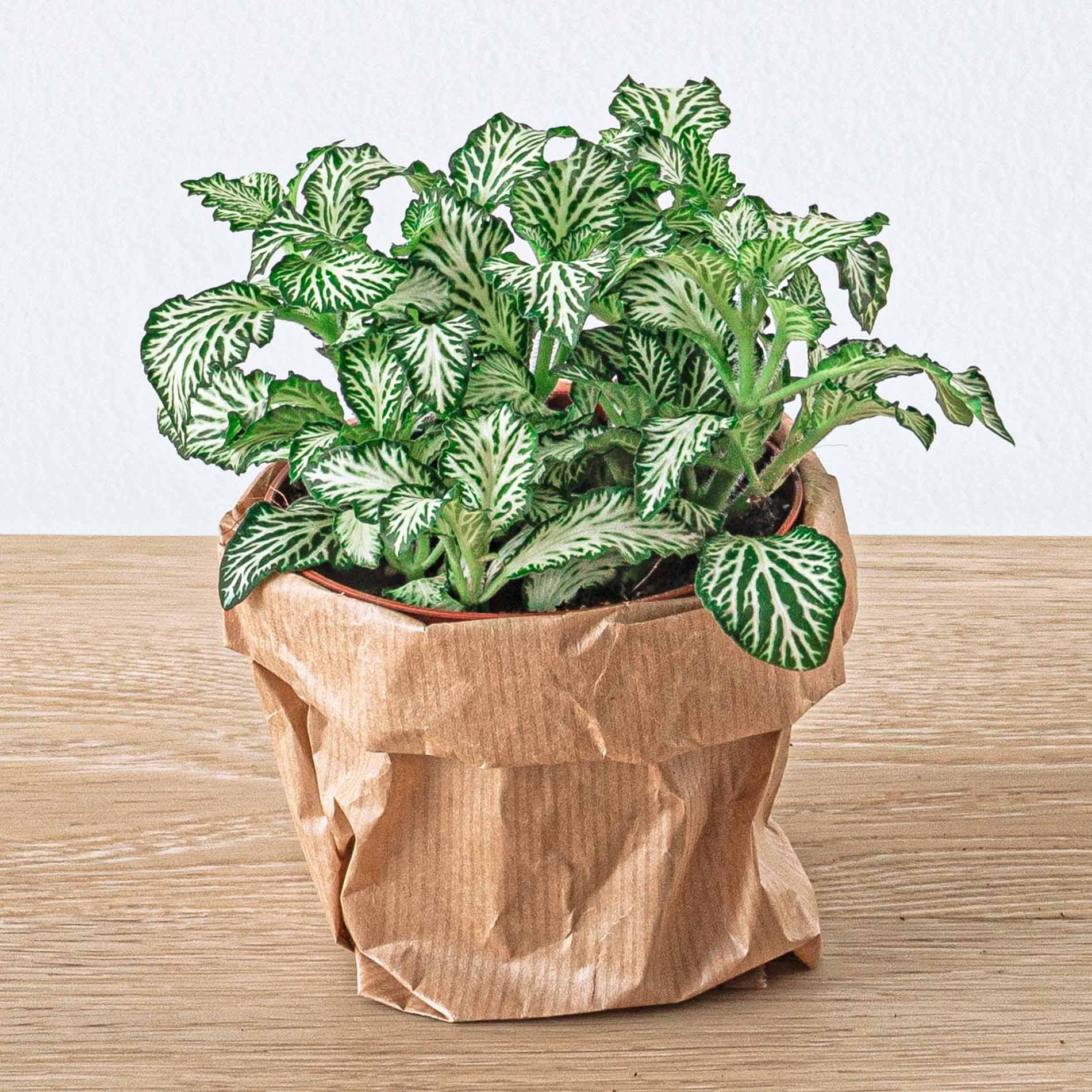 Planten terrarium navulling & startpakket - Jungle