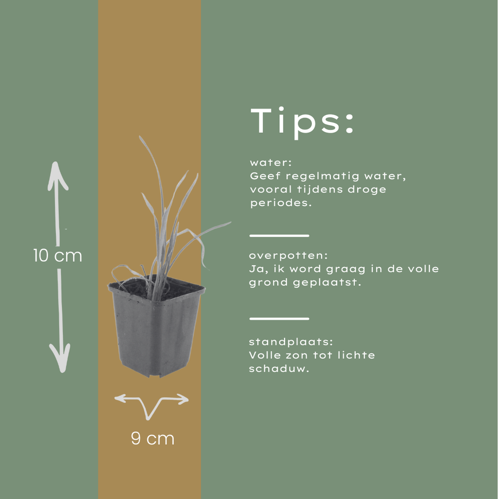 48x Hemerocallis 'Stella de Oro' - ↕10-25cm - Ø9cm