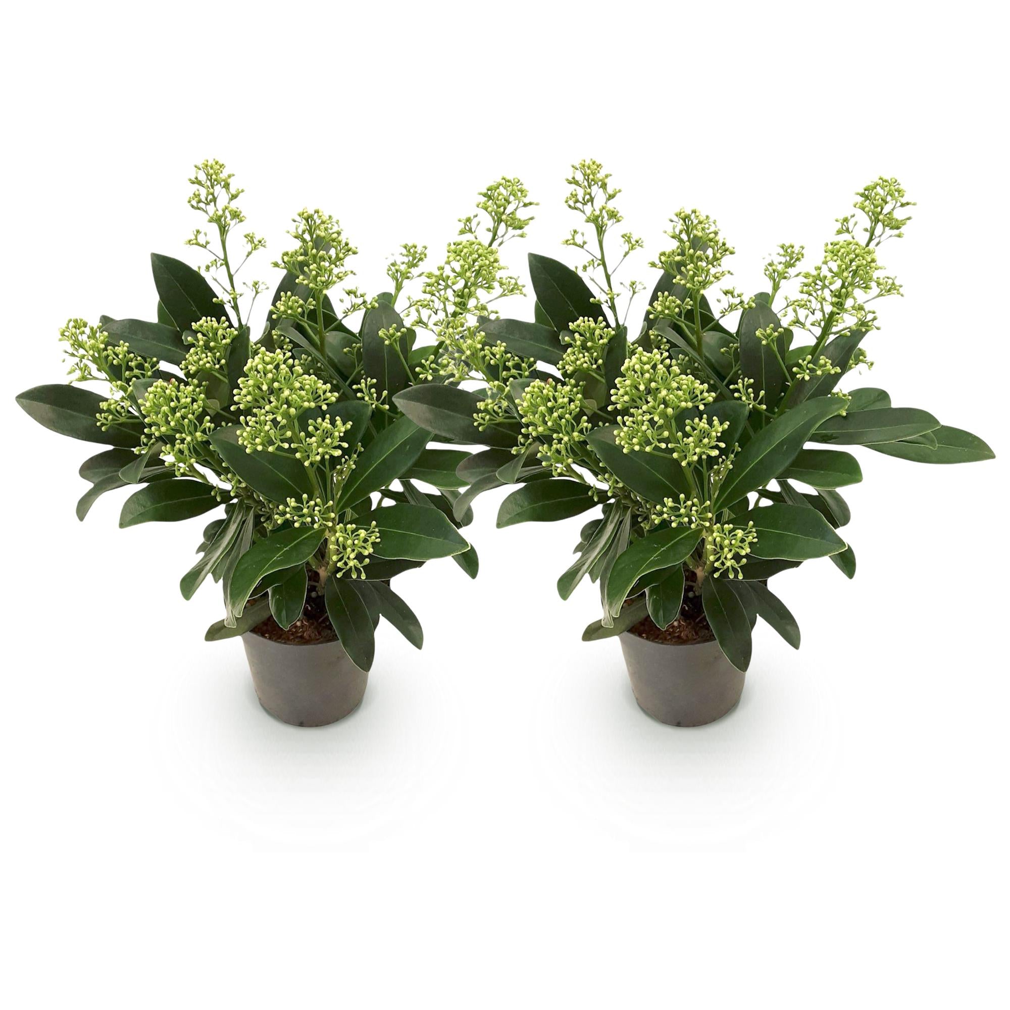 Terrasplant - Skimmia japonica Finchy - Bloem Wit - 10+ Bloemen - 2 Planten - Winterhard - Pot 10,5cm Hoogte 25cm