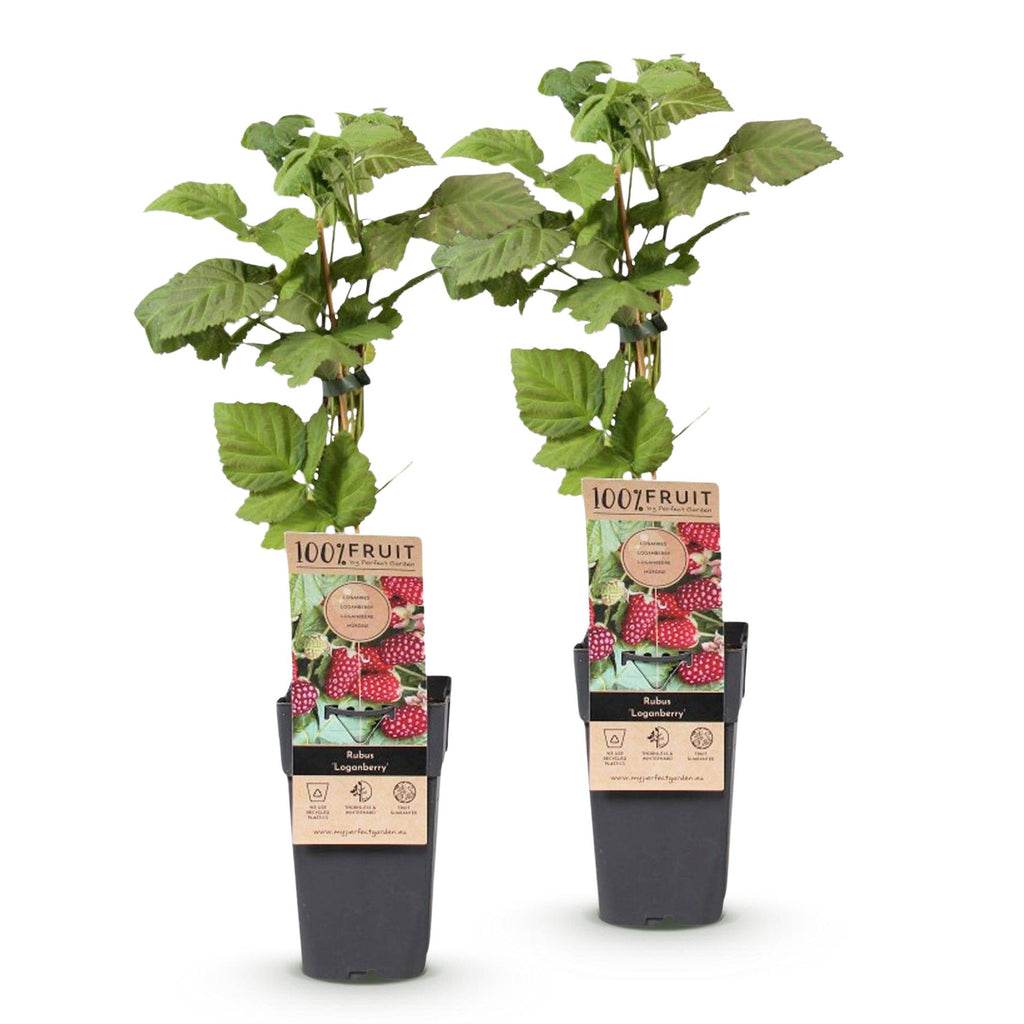 Fruitplant - Rubus Thornless Loganberry - Braamboos - Winterhard - Rode Vrucht - 2 Planten - Pot 15cm - Hoogte 50cm