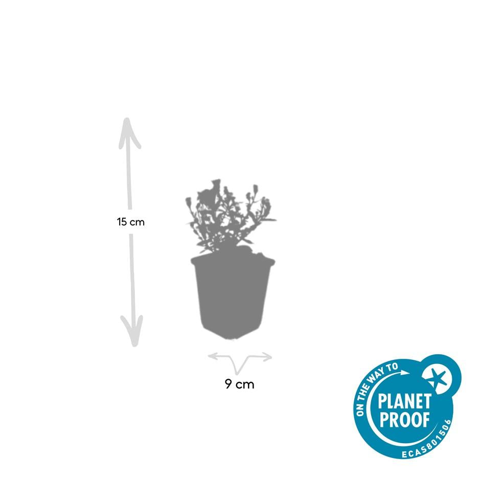 24x Aster (D) 'Prof. Anton Kippenberg'  - ↕10-25cm - Ø9cm