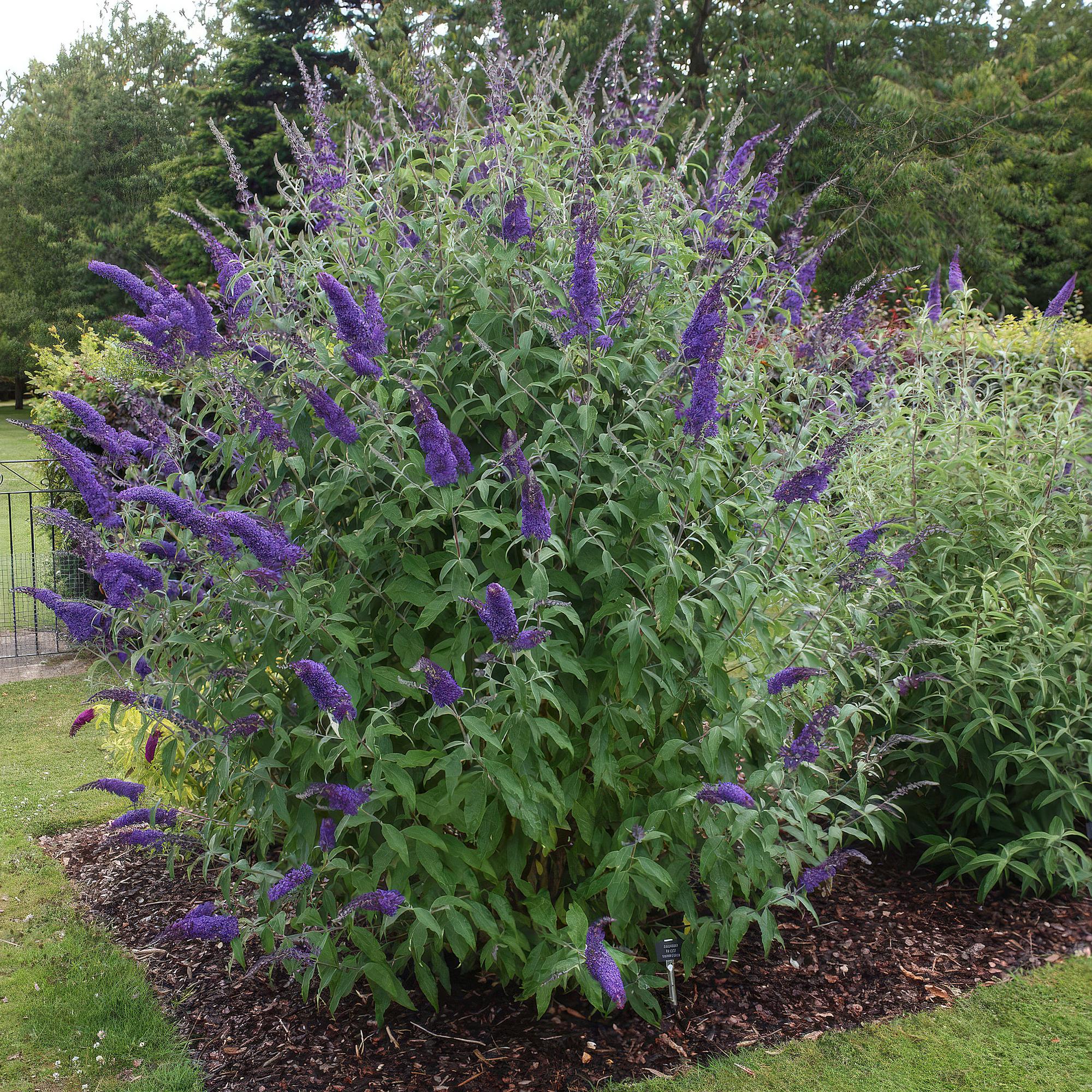 Tuinplant - Buddleja davidii Empire Blue - Vlinderstruik - Winterhard - Blauw - 3 Planten - Pot 17cm - Hoogte 45cm