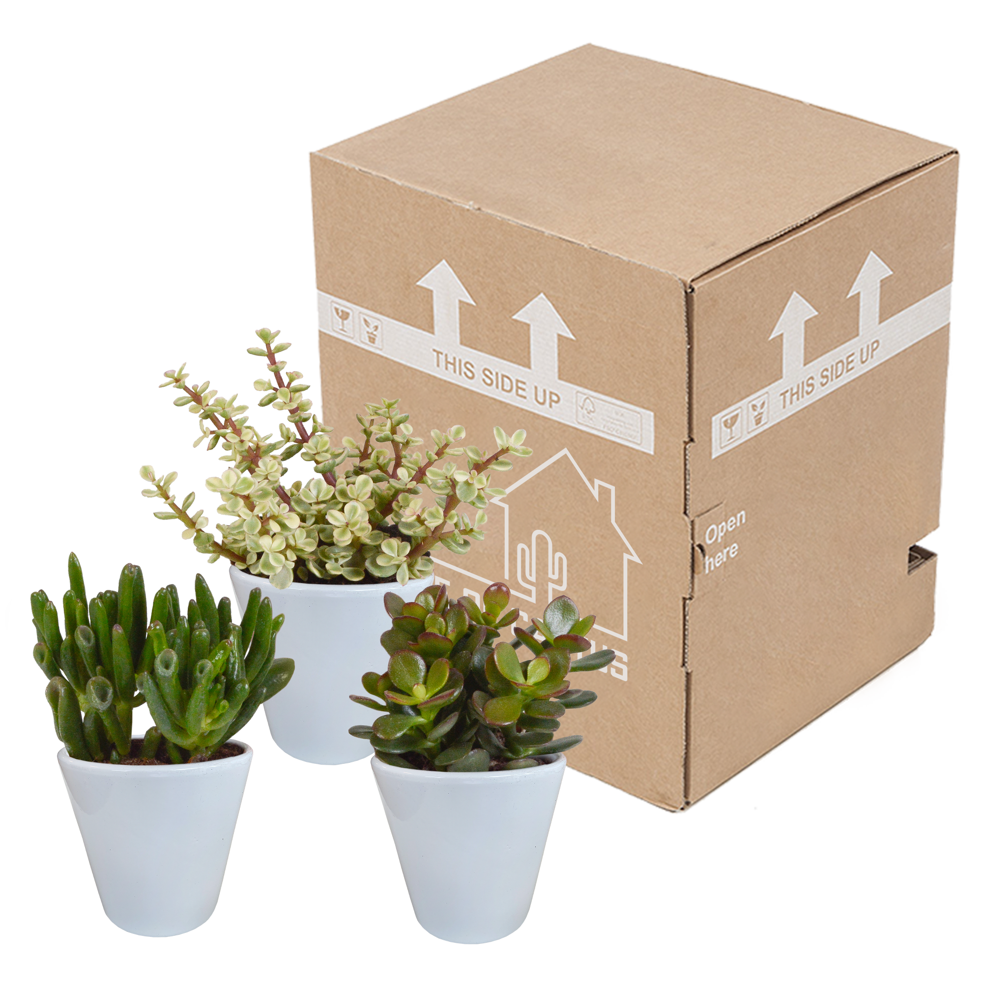 Crassula mix 8.5 cm - 3x - in witte pot