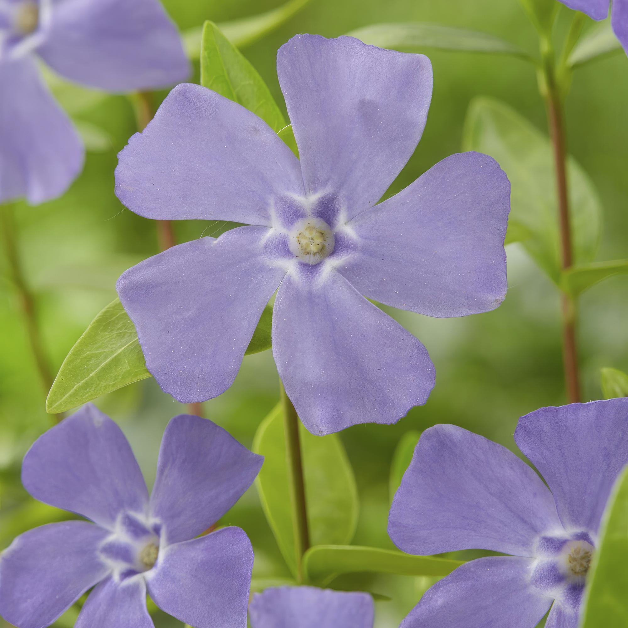 24x Vinca minor - ↕10-25cm - Ø9cm