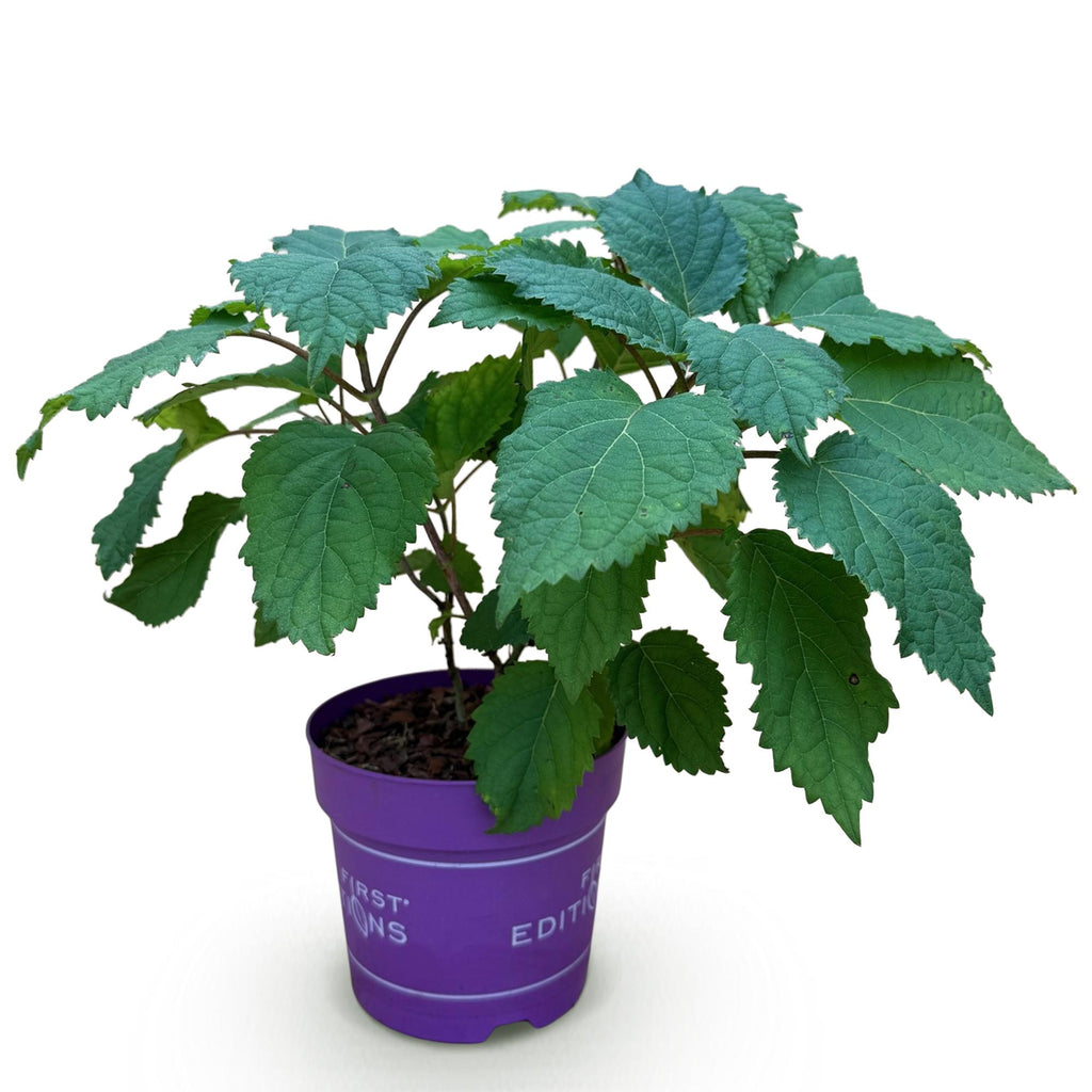 Tuinplant - Hydrangea arborescens FlowerWOW - Hortensia - Winterhard - Wit - 1 Plant - Pot 14cm - Hoogte Hoogte 20-30cm