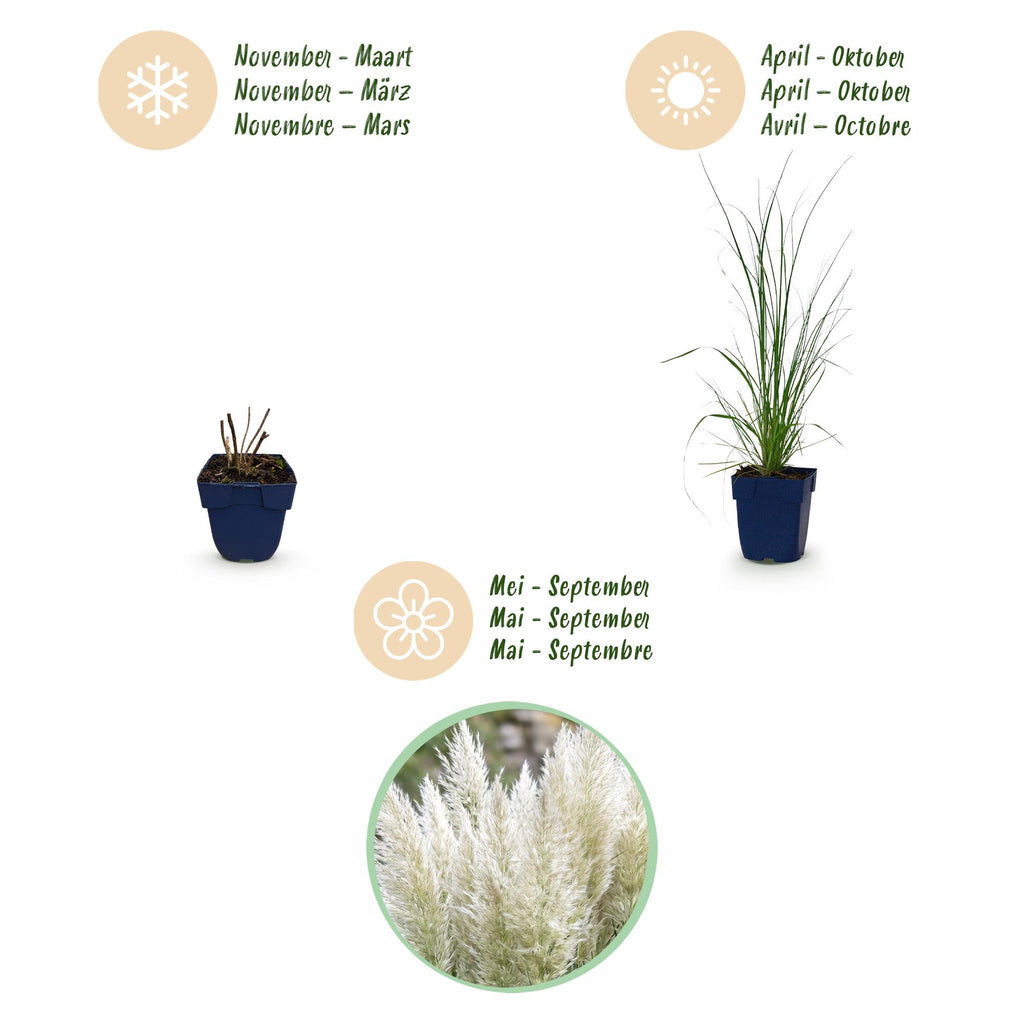 Grassen - Cortaderia sell. Pumila - Dwergpampasgras - Met Pluim - Grijs - 12 Planten - Pot 11cm - Hoogte 15-25cm