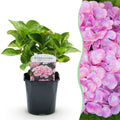 Hortensia - Hydrangea macrophylla Pink - Bloem Roze - 1 Plant -  Bladverliezend - Weinig Onderhoud - Pot 17cm Hoogte 30cm