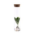 Clusia In Tube Glas - Ø5cm - ↕15cm
