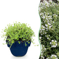Vasteplant - Thymus praecox Albiflorus - Witte kruiptijm - Geurend - Wit - 12 Planten - Pot 11cm - Hoogte 15-25cm