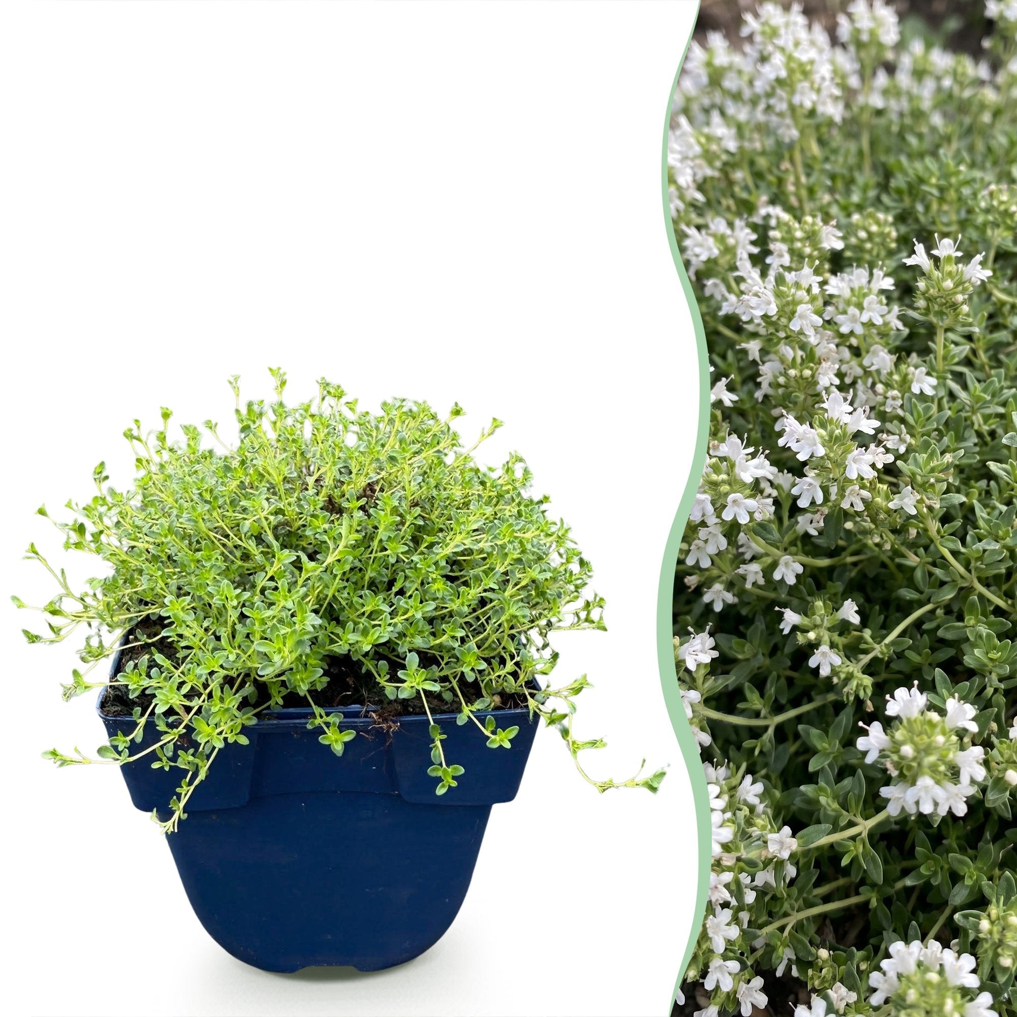 Vasteplant - Thymus praecox Albiflorus - Witte kruiptijm - Geurend - Wit - 12 Planten - Pot 11cm - Hoogte 15-25cm