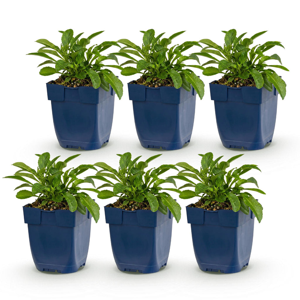 Vasteplant - Campanula persicaria Duo - Perzikbladklokje - Bijen- en vlinderlokkers - Blauw - Wit - 6 Planten - Pot 11cm - Hoogte 15-25cm