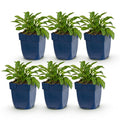 Vasteplant - Campanula persicaria Duo - Perzikbladklokje - Bijen- en vlinderlokkers - Blauw - Wit - 6 Planten - Pot 11cm - Hoogte 15-25cm