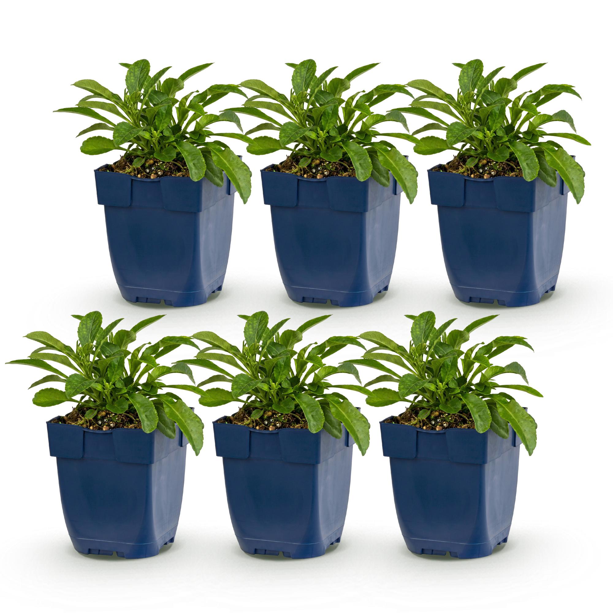 Vasteplant - Campanula persicaria Duo - Perzikbladklokje - Bijen- en vlinderlokkers - Blauw - Wit - 6 Planten - Pot 11cm - Hoogte 15-25cm