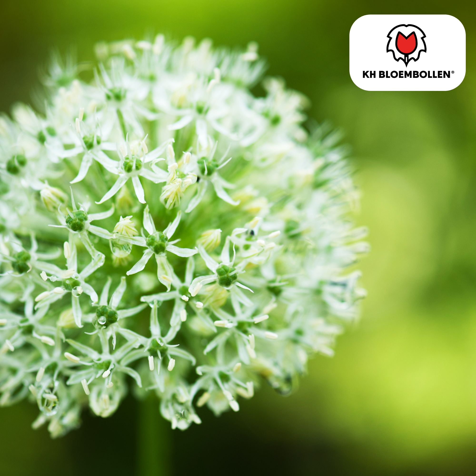 Allium White Giant 5 stuks