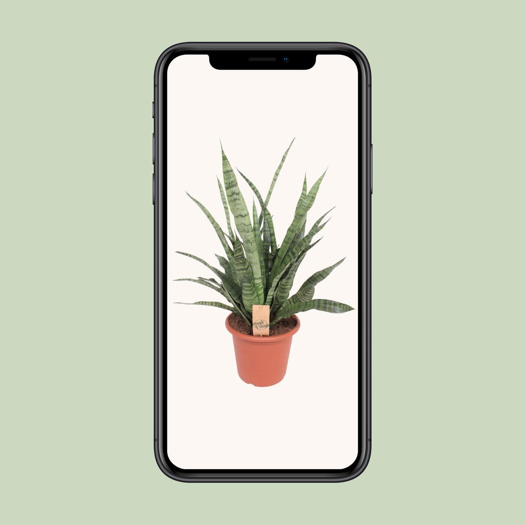Sansevieria Diamond Green - Ø25cm - ↕80cm