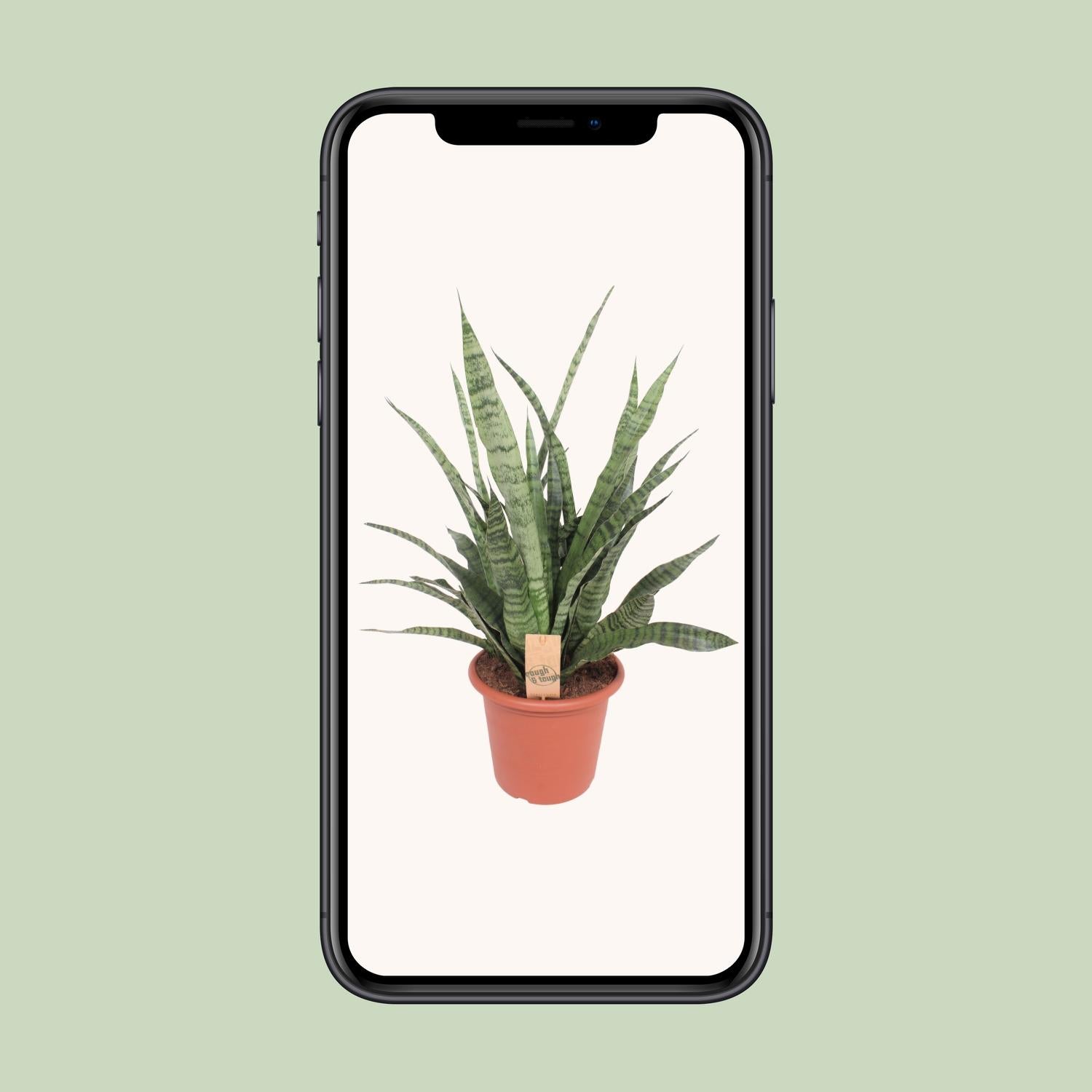 Sansevieria Diamond Green - Ø25cm - ↕80cm