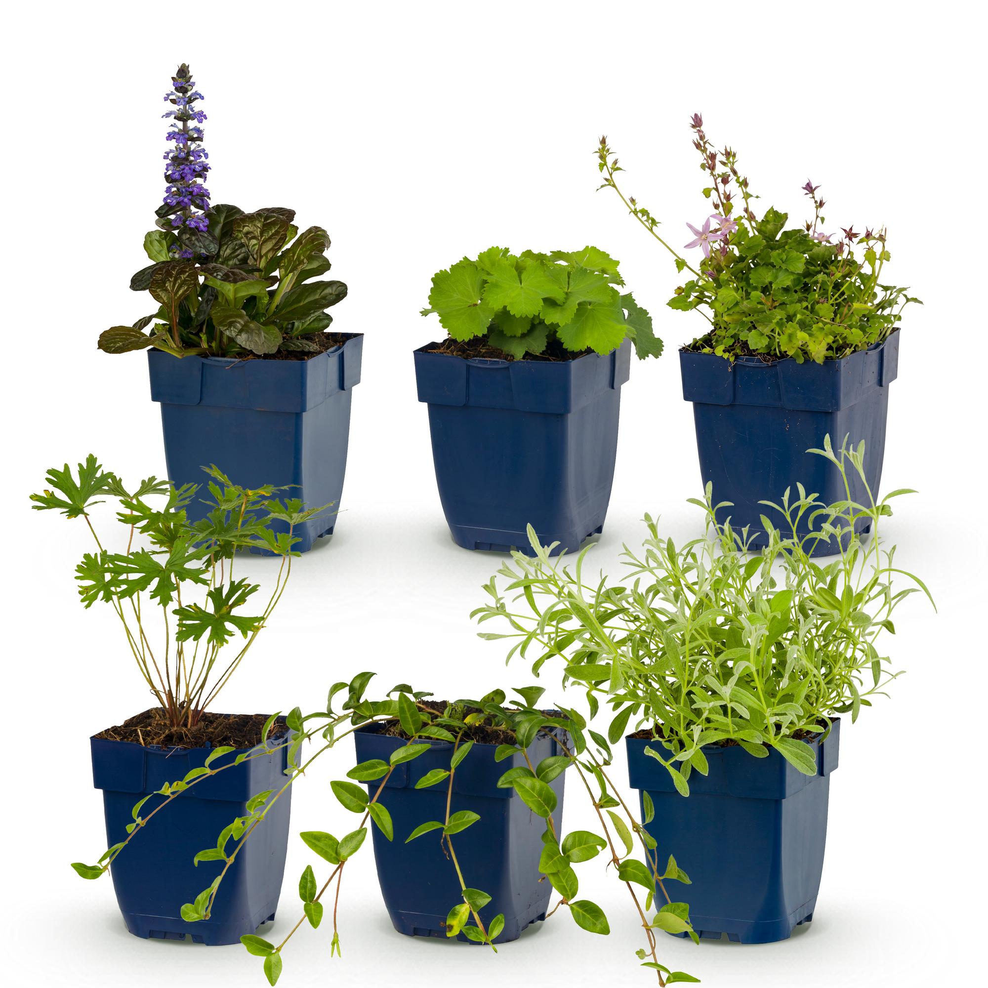 Vasteplant - Borderpakket - Bodembedekend - Diversen - Soorten en kleuren - 6 Planten - Pot 11cm - Hoogte 15-25cm
