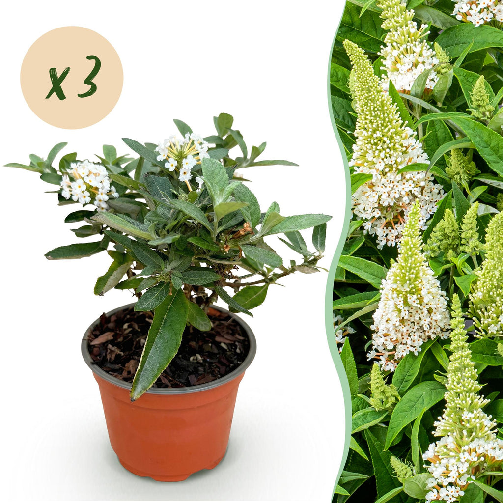 Tuinplant - Buddleja davidii Butterfly Candy Little White - Vlinderstruik - Compact - Wit - 3 Planten - Pot 12cm - Hoogte 20-25cm