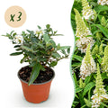 Tuinplant - Buddleja davidii Butterfly Candy Little White - Vlinderstruik - Compact - Wit - 3 Planten - Pot 12cm - Hoogte 20-25cm