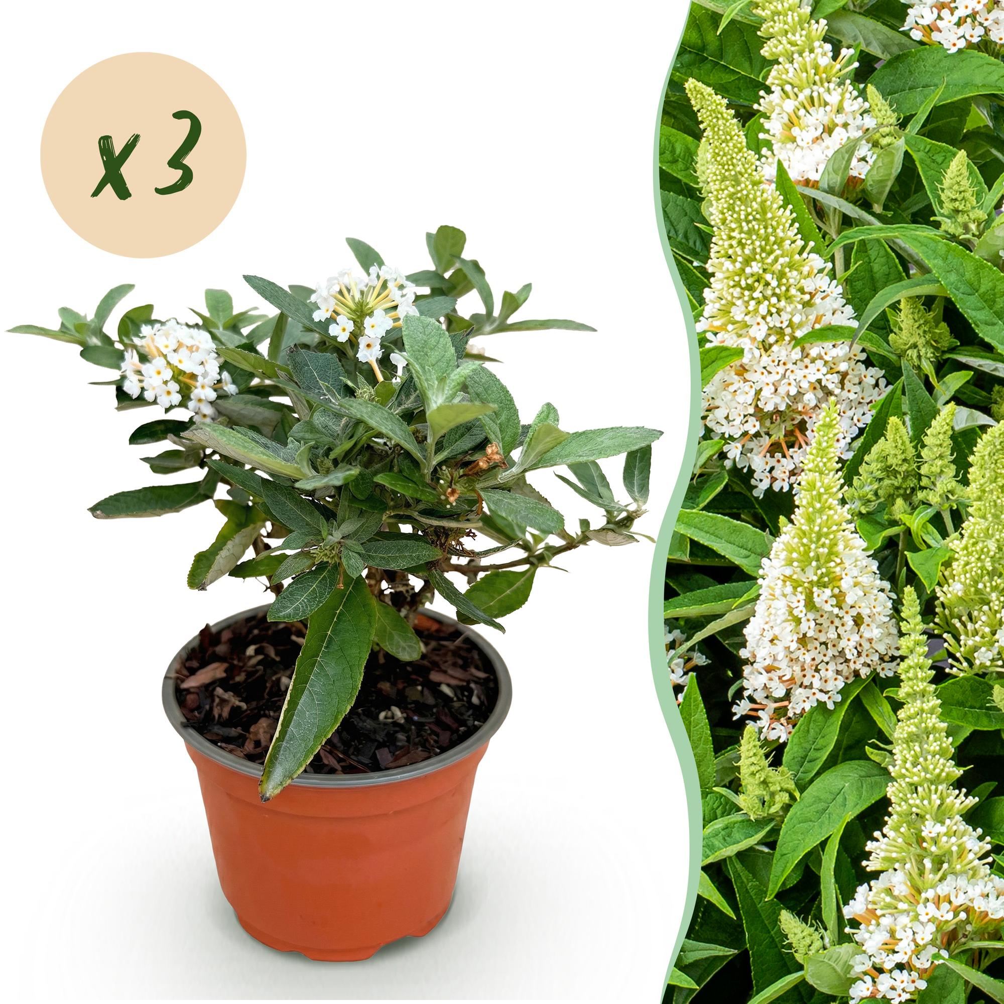 Tuinplant - Buddleja davidii Butterfly Candy Little White - Vlinderstruik - Compact - Wit - 3 Planten - Pot 12cm - Hoogte 20-25cm