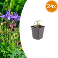 24x Aquilegia vulgaris - ↕10-25cm - Ø9cm