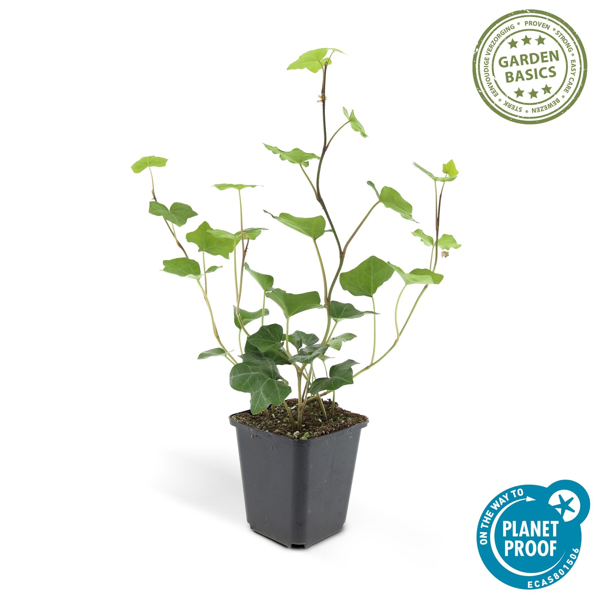 48x Hedera Hibernica - ↕10-25cm - Ø9cm