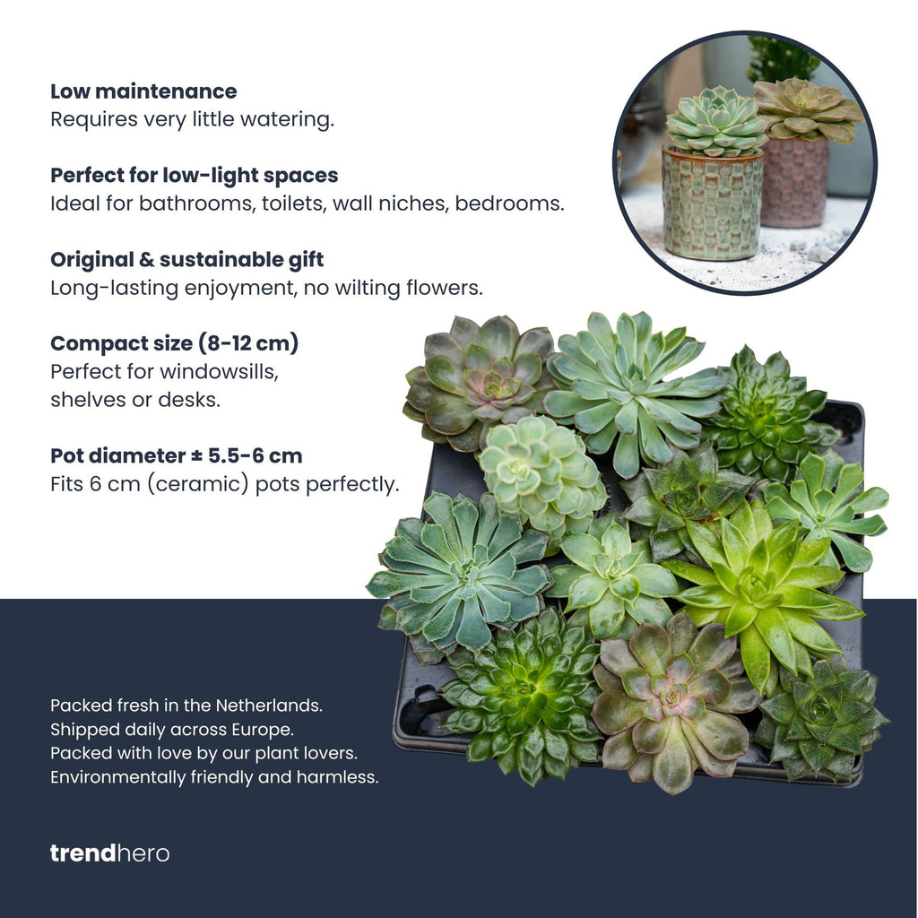 Succulenten Set van 6 in Keramische Mini Potjes Barcelona -  ↑ 8–12 cm