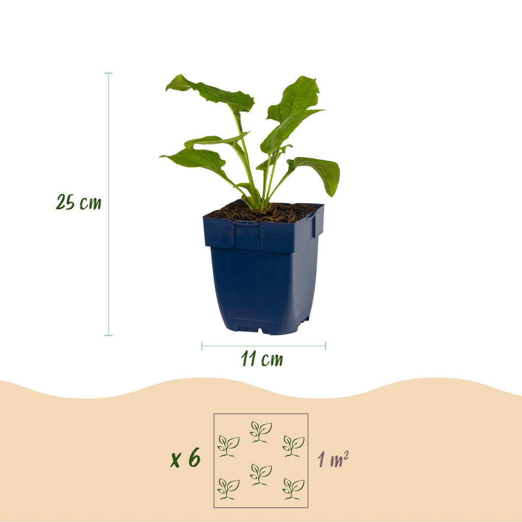 Vasteplant - Echinacea purp. Alba - Zonnehoed - Bijen- en vlinderlokkers - Wit - 12 Planten - Pot 11cm - Hoogte 15-25cm
