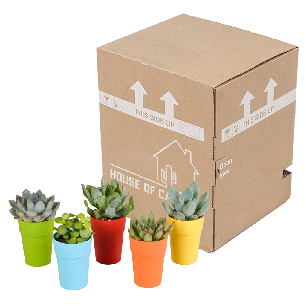 Vetplanten mix 5.5 cm - 5x - in gekleurde plasticpot