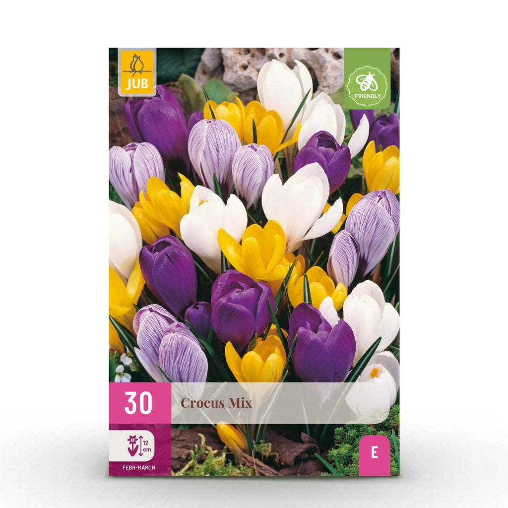 Bloembollen - Crocus Large Flowering mix - Diversen kleuren - 30 stuks - Bolmaat 7/8 - XXL Pack