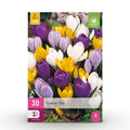 Bloembollen - Crocus Large Flowering mix - Diversen kleuren - 30 stuks - Bolmaat 7/8 - XXL Pack