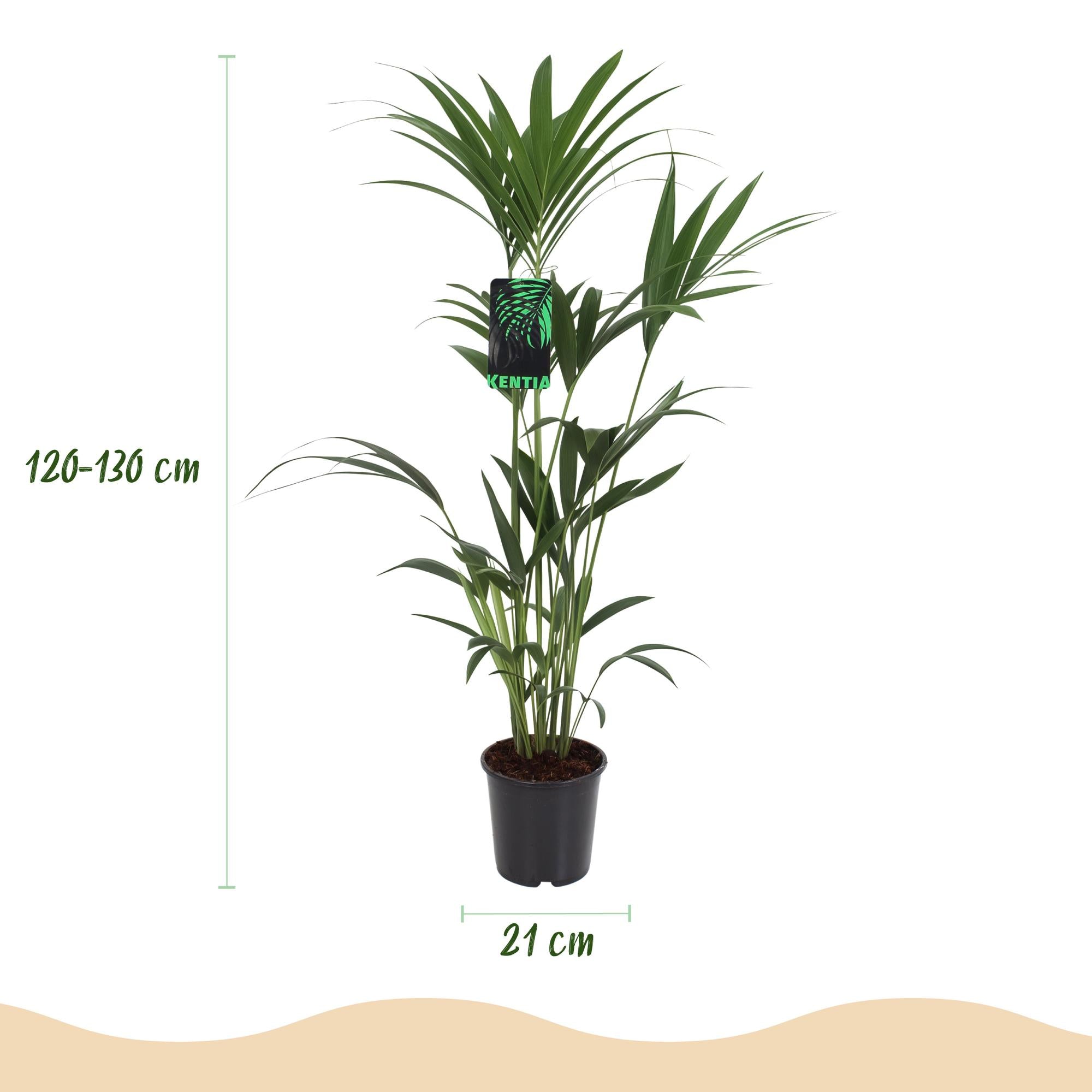Kamerplant - Howea Forsteriana - Kentia Palm - Weinig Onderhoud - Groen - 1 Plant - met Potter Grijs - Pot 21cm - Hoogte 120-130cm