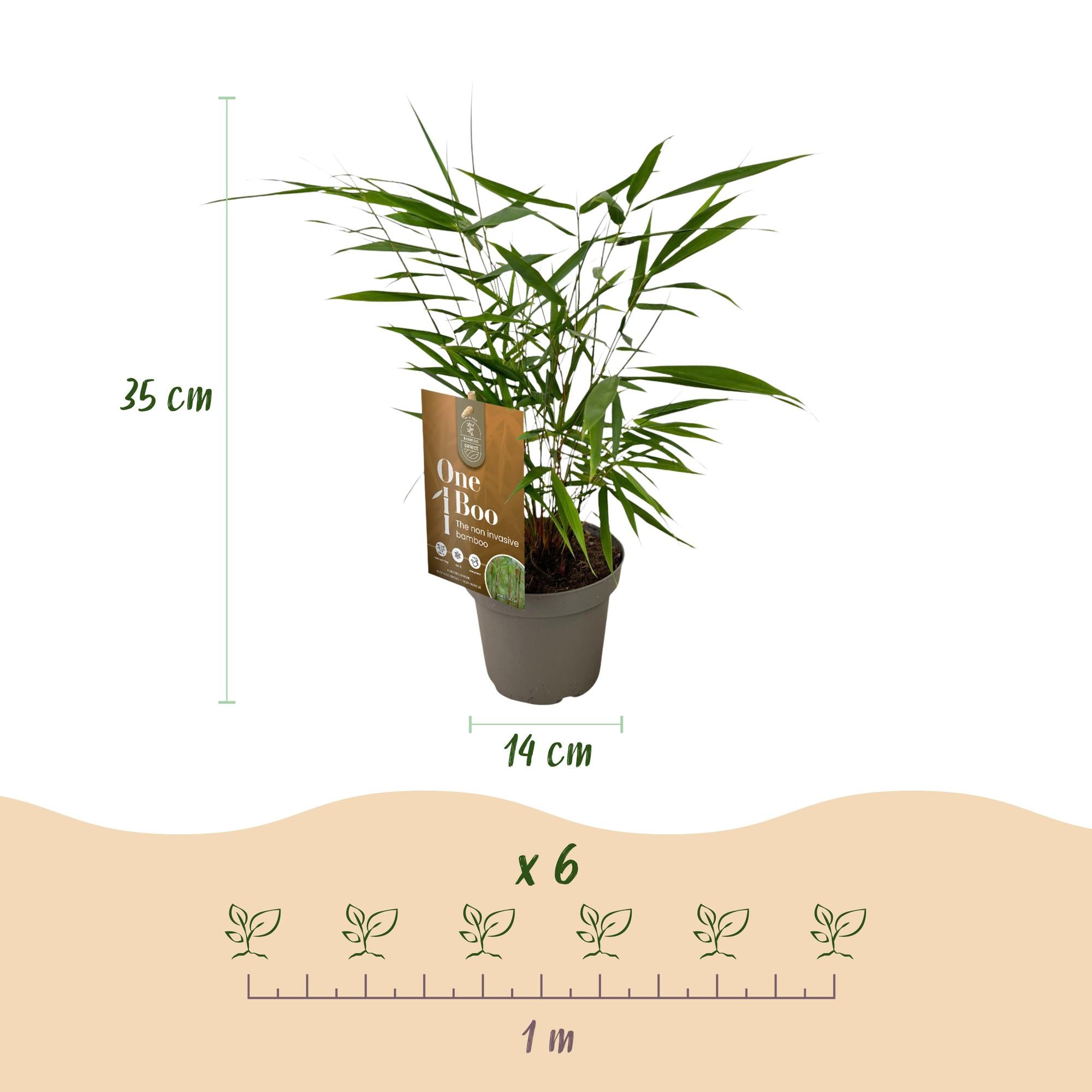 Bamboe - Fargesia Asian Wonder - Bladhoudend - Niet Woekerend - Groen - 18 Planten - Pot 14cm - Hoogte 35cm