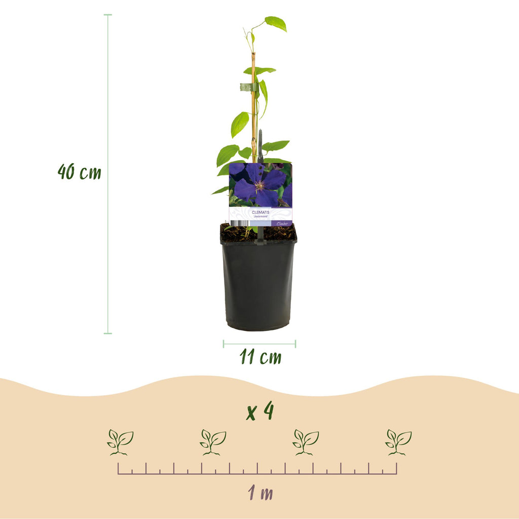 Klimplant - Clematis Tricolour  - Bloem Roze Wit Paars - Weinig onderhoud - 3 planten - Pot 11cm Hoogte 40cm