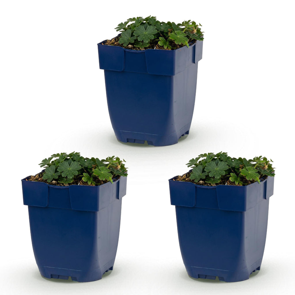 Vasteplant - Geranium sang. Max Frei - Ooievaarsbek - Bodembedekkend - Roze - 3 Planten - Pot 11cm - Hoogte 15-25cm